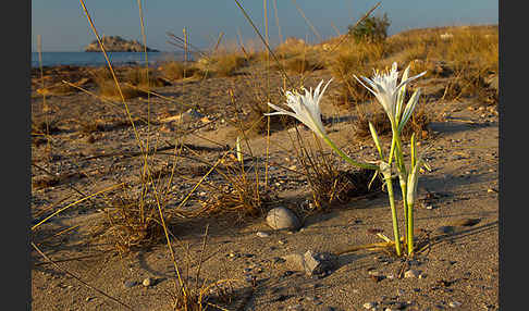 Eleonorenfalke (Falco eleonorae)