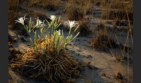 Dünen-Trichternarzisse (Pancratium maritimum)