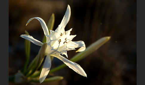 Dünen-Trichternarzisse (Pancratium maritimum)