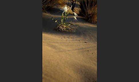 Dünen-Trichternarzisse (Pancratium maritimum)