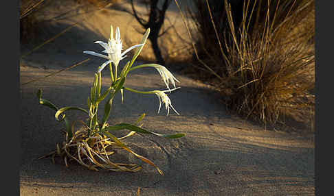 Dünen-Trichternarzisse (Pancratium maritimum)