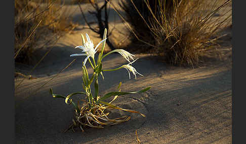 Dünen-Trichternarzisse (Pancratium maritimum)