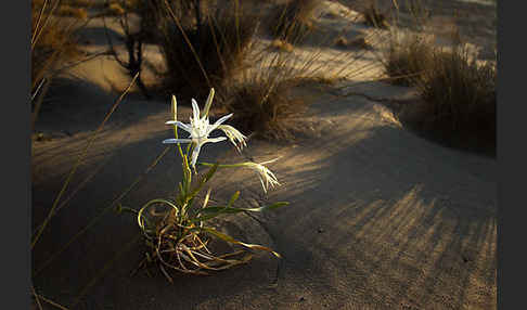 Dünen-Trichternarzisse (Pancratium maritimum)