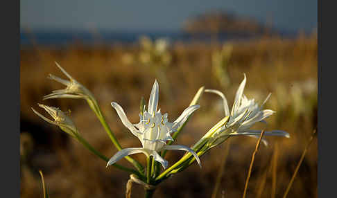 Dünen-Trichternarzisse (Pancratium maritimum)