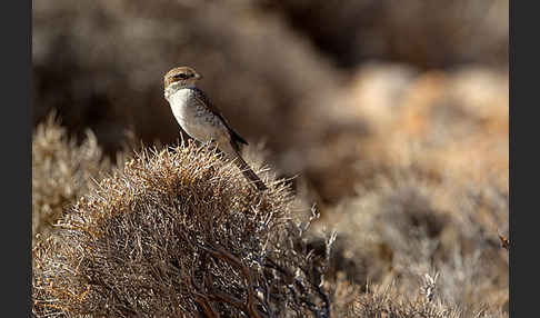 Neuntöter (Lanius collurio)