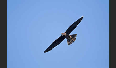 Eleonorenfalke (Falco eleonorae)