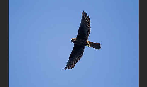 Eleonorenfalke (Falco eleonorae)