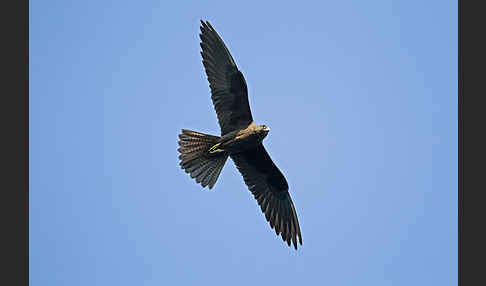 Eleonorenfalke (Falco eleonorae)