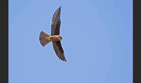 Eleonorenfalke (Falco eleonorae)