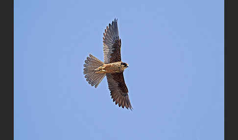 Eleonorenfalke (Falco eleonorae)