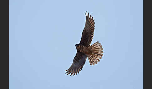 Eleonorenfalke (Falco eleonorae)