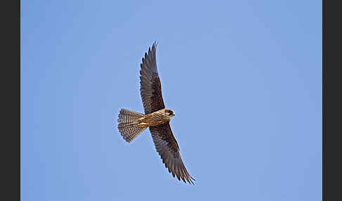 Eleonorenfalke (Falco eleonorae)