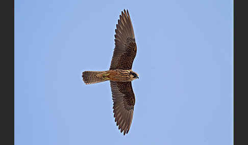 Eleonorenfalke (Falco eleonorae)