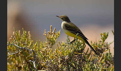 Wiesenschafstelze (Motacilla flava)