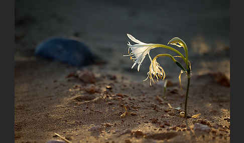 Dünen-Trichternarzisse (Pancratium maritimum)