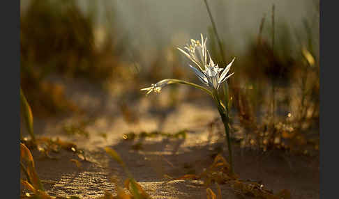 Dünen-Trichternarzisse (Pancratium maritimum)