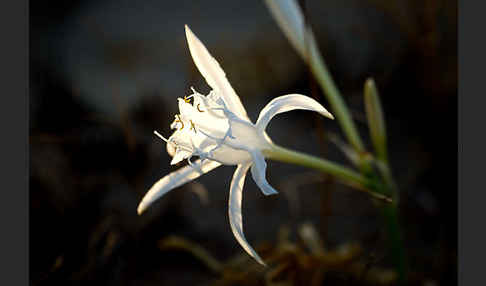 Dünen-Trichternarzisse (Pancratium maritimum)