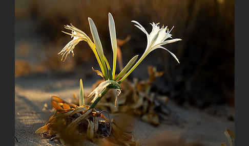 Dünen-Trichternarzisse (Pancratium maritimum)