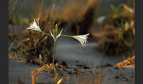 Dünen-Trichternarzisse (Pancratium maritimum)