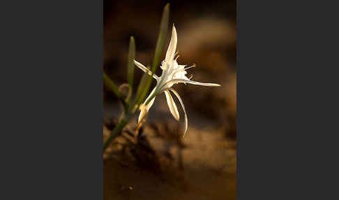 Dünen-Trichternarzisse (Pancratium maritimum)