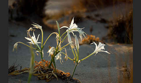 Dünen-Trichternarzisse (Pancratium maritimum)