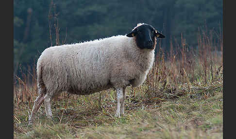 Rhönschaf (Ovis gmelini aries sspec.)