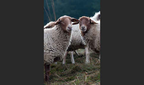 Coburger Fuchsschaf (Ovis gmelini aries sspec.4)
