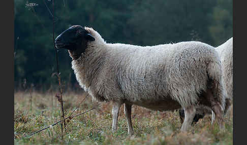 Rhönschaf (Ovis gmelini aries sspec.)