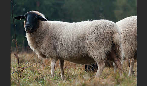 Rhönschaf (Ovis gmelini aries sspec.)