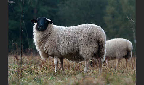 Rhönschaf (Ovis gmelini aries sspec.)