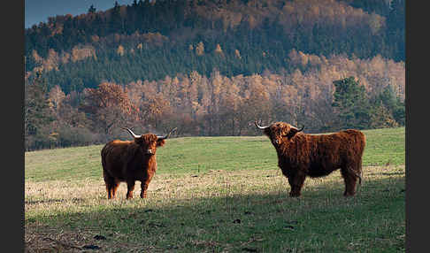 Schottisches Hochlandrind (Bos primigenius f. taurus)