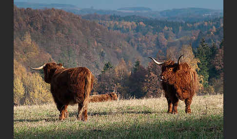 Schottisches Hochlandrind (Bos primigenius f. taurus)