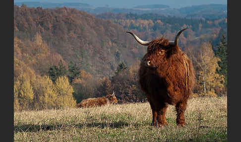 Schottisches Hochlandrind (Bos primigenius f. taurus)