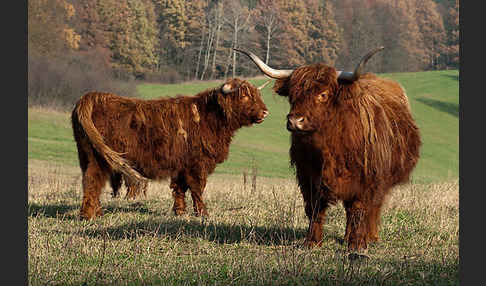 Schottisches Hochlandrind (Bos primigenius f. taurus)