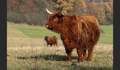 Schottisches Hochlandrind (Bos primigenius f. taurus)