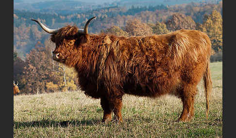 Schottisches Hochlandrind (Bos primigenius f. taurus)