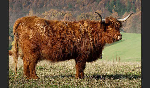 Schottisches Hochlandrind (Bos primigenius f. taurus)