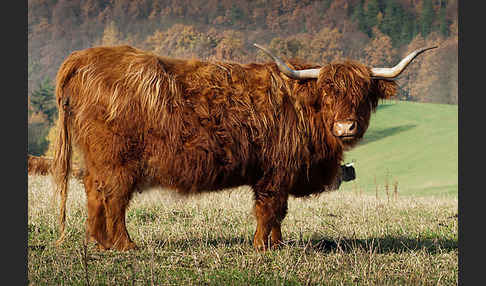 Schottisches Hochlandrind (Bos primigenius f. taurus)