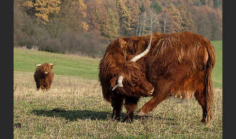 Schottisches Hochlandrind (Bos primigenius f. taurus)