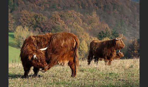 Schottisches Hochlandrind (Bos primigenius f. taurus)