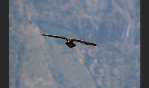 Bartgeier (Gypaetus barbatus)