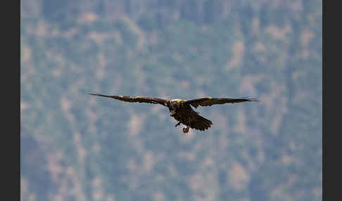 Bartgeier (Gypaetus barbatus)