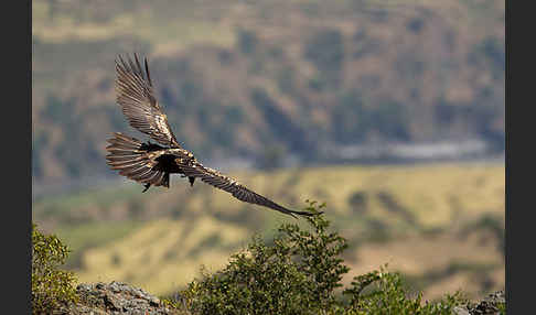 Bartgeier (Gypaetus barbatus)