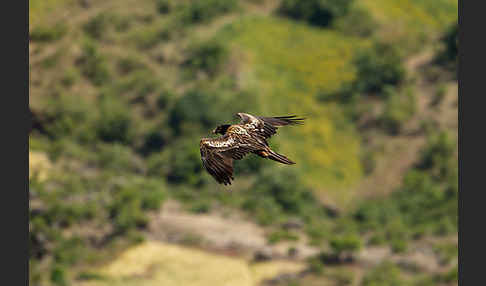 Bartgeier (Gypaetus barbatus)