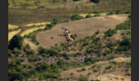 Bartgeier (Gypaetus barbatus)