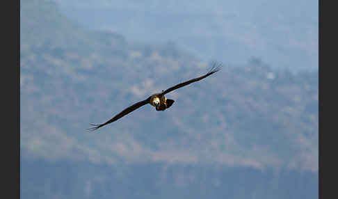 Bartgeier sspec. (Gypaetus barbatus meridionalis)