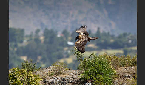 Bartgeier (Gypaetus barbatus)