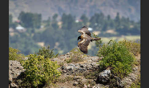 Bartgeier (Gypaetus barbatus)