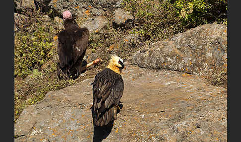 Bartgeier sspec. (Gypaetus barbatus meridionalis)