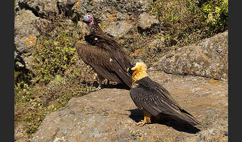 Bartgeier sspec. (Gypaetus barbatus meridionalis)